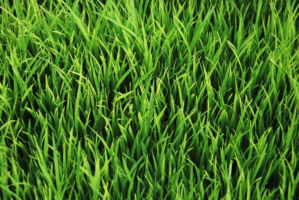 Grass stays the same colour