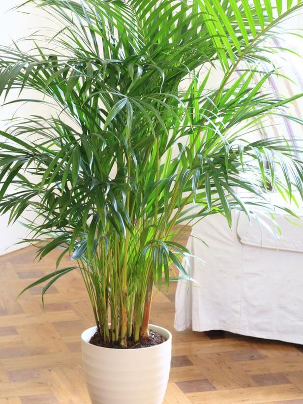 Bamboo Palm For Indoor Planting