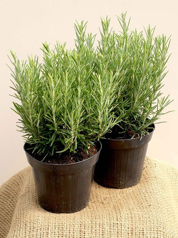 Rosemary Is Easy To Grow Indoors