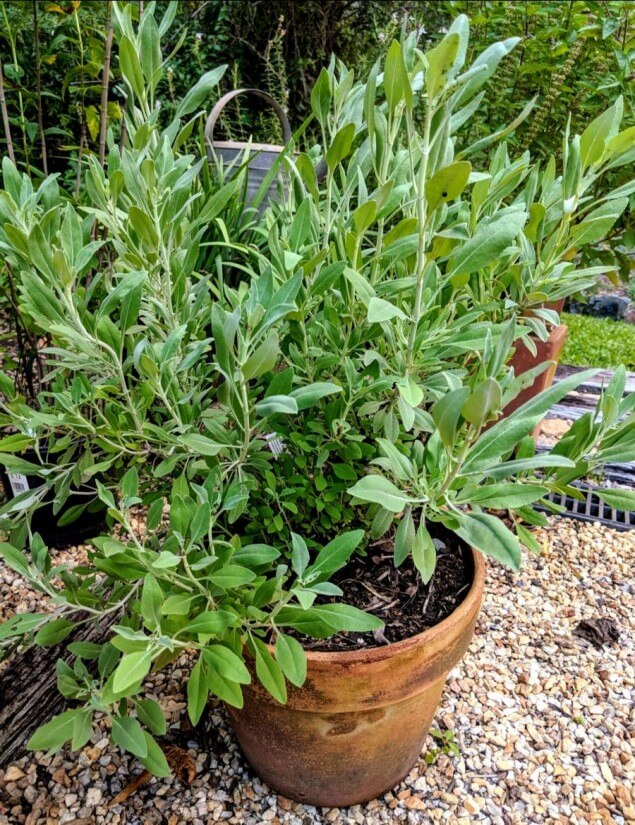 Sage Grows In Sunny Dry Place