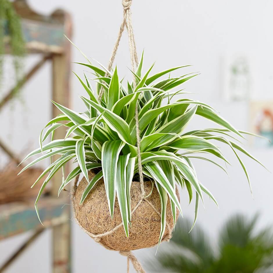 Spider Plants Are Great Purifiers