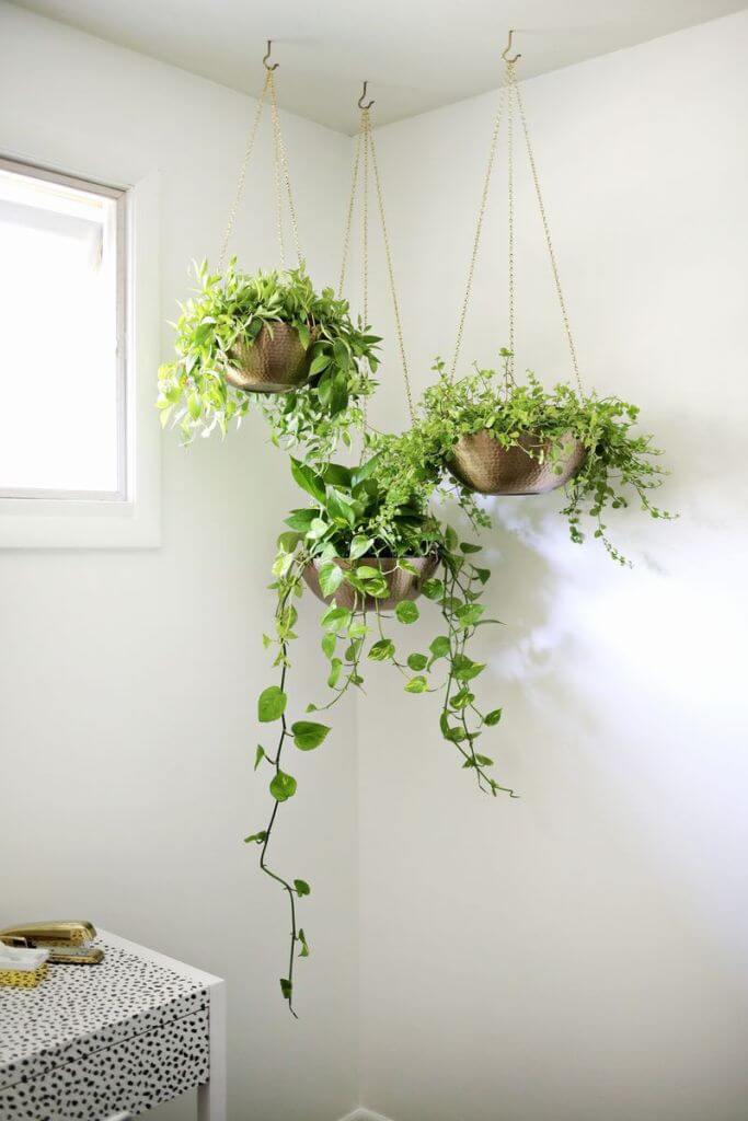 Hang Indoor Plants Near The Window