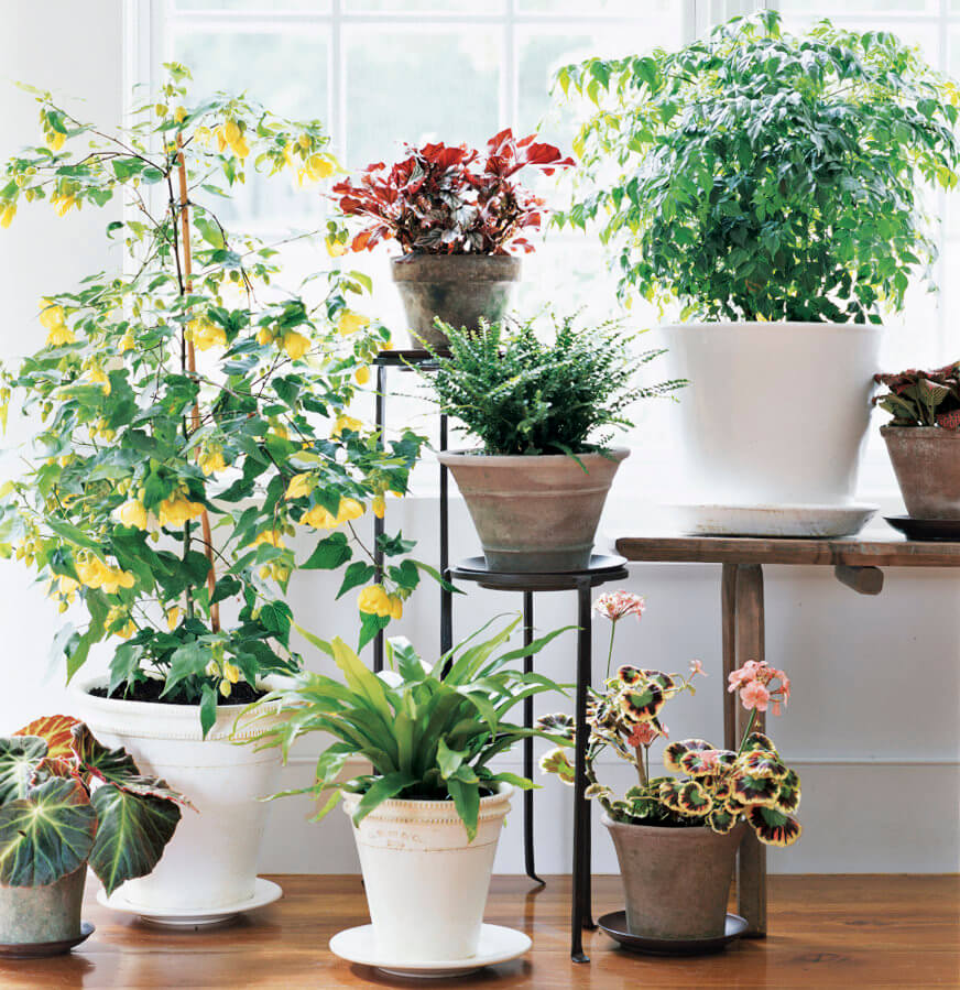 Place a Group of Plants in a Corner