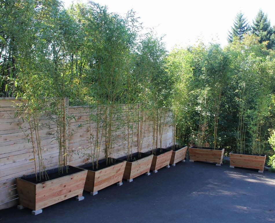 Tall Trees Like Bamboo For Cover