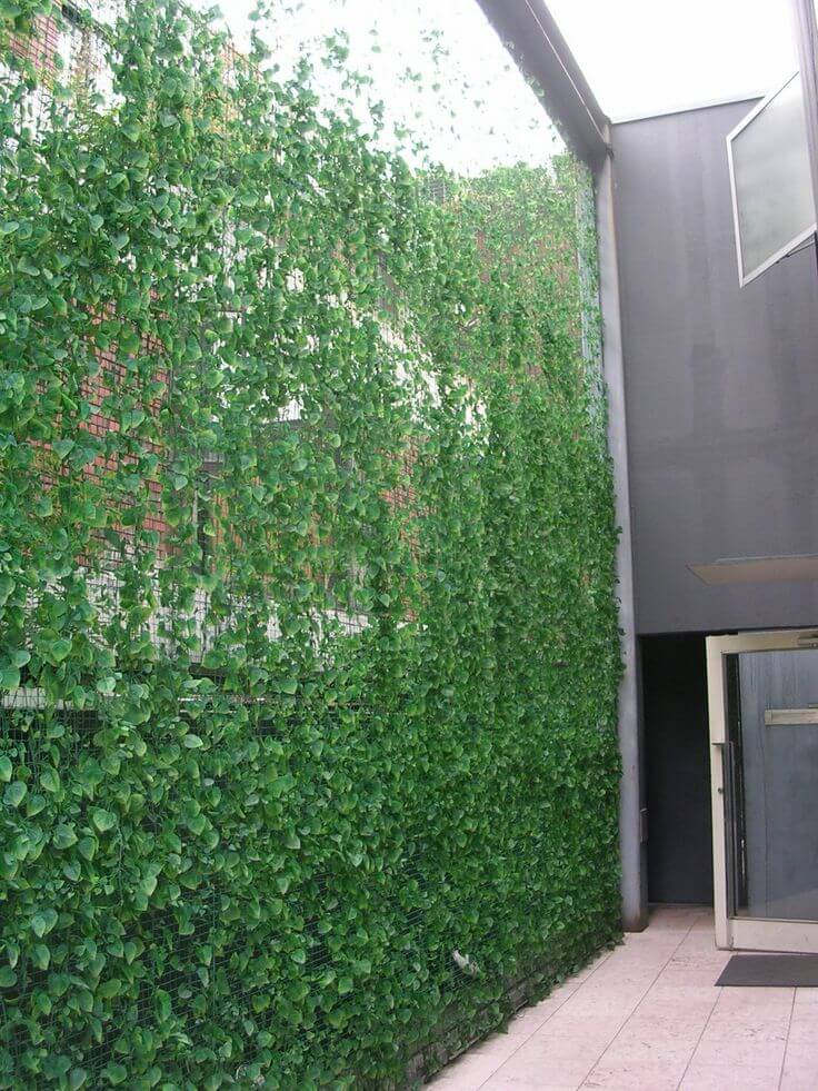 Use Climbers And Vines For Cover