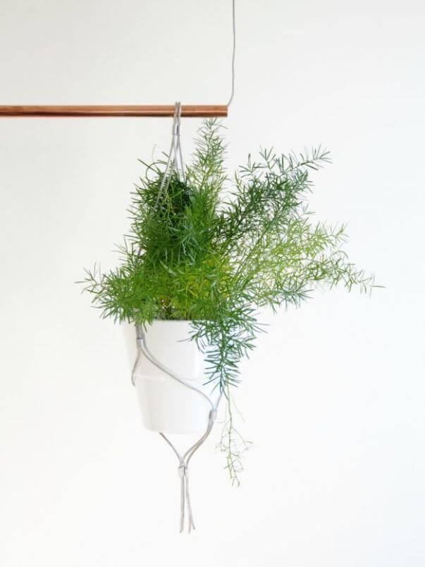 Asparagus Fern As Hanging Plants