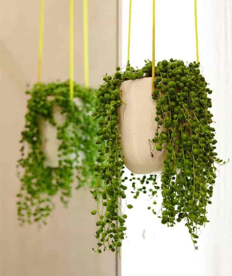 Beautiful String of Pearls Plant