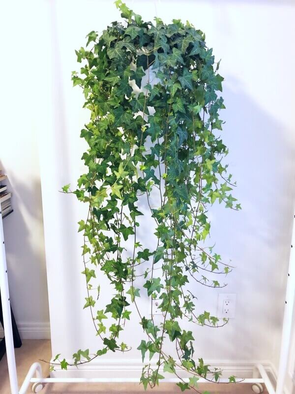Easy To Grow English Ivy