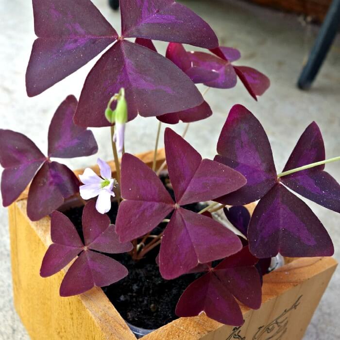 Colorful Potted Oxalis Plant
