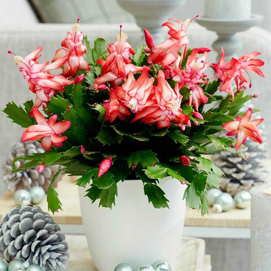 Fast Blooming Christmas Cactus