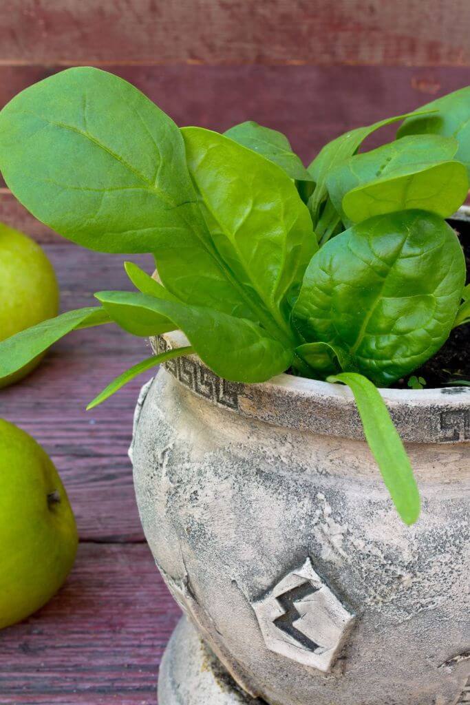 Grow Leafy Spinach Indoors