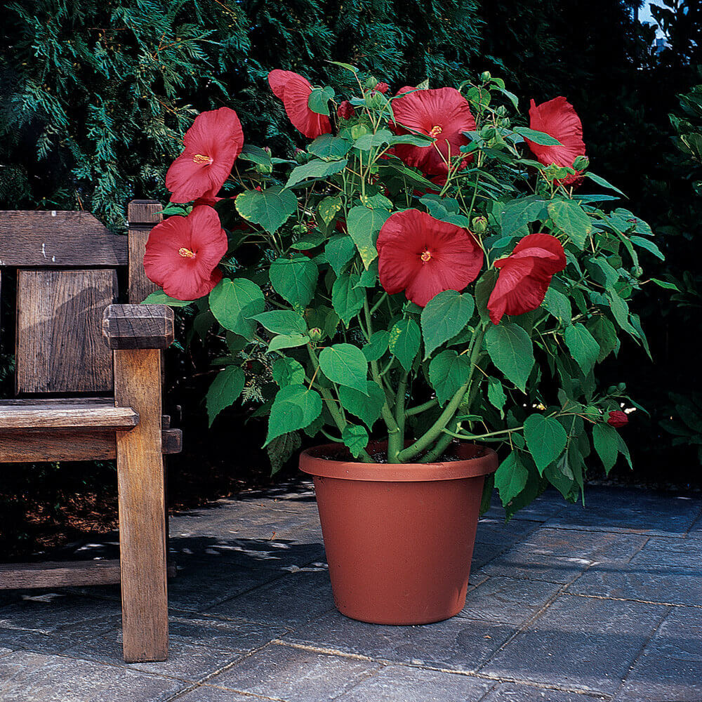 Hardy Perennial Hibiscus Plants