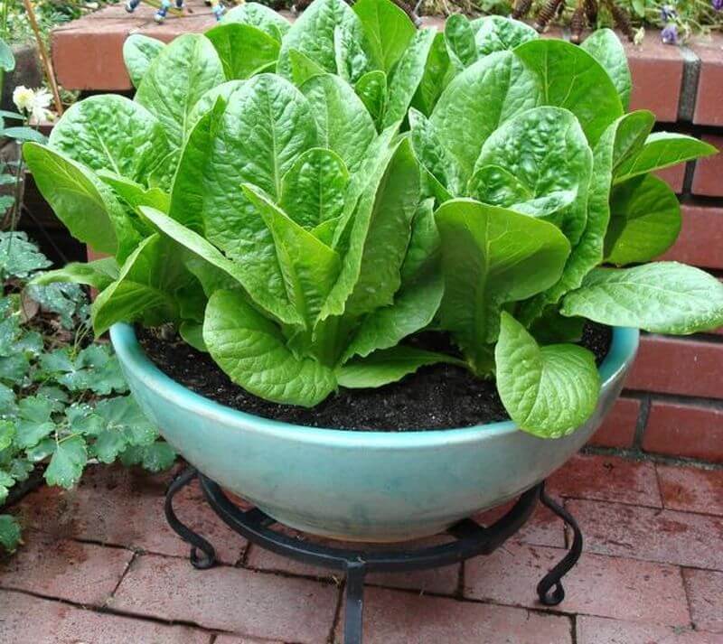 Lettuce Grown In Containers