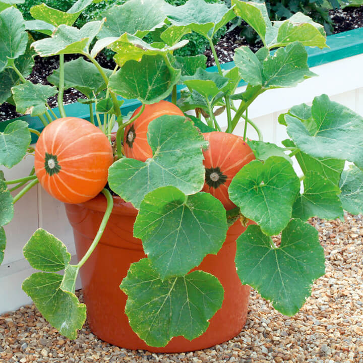 Pumpkins Are Easy To Grow