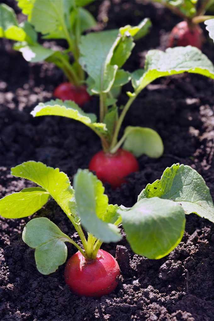 Radishes Grow Quickly