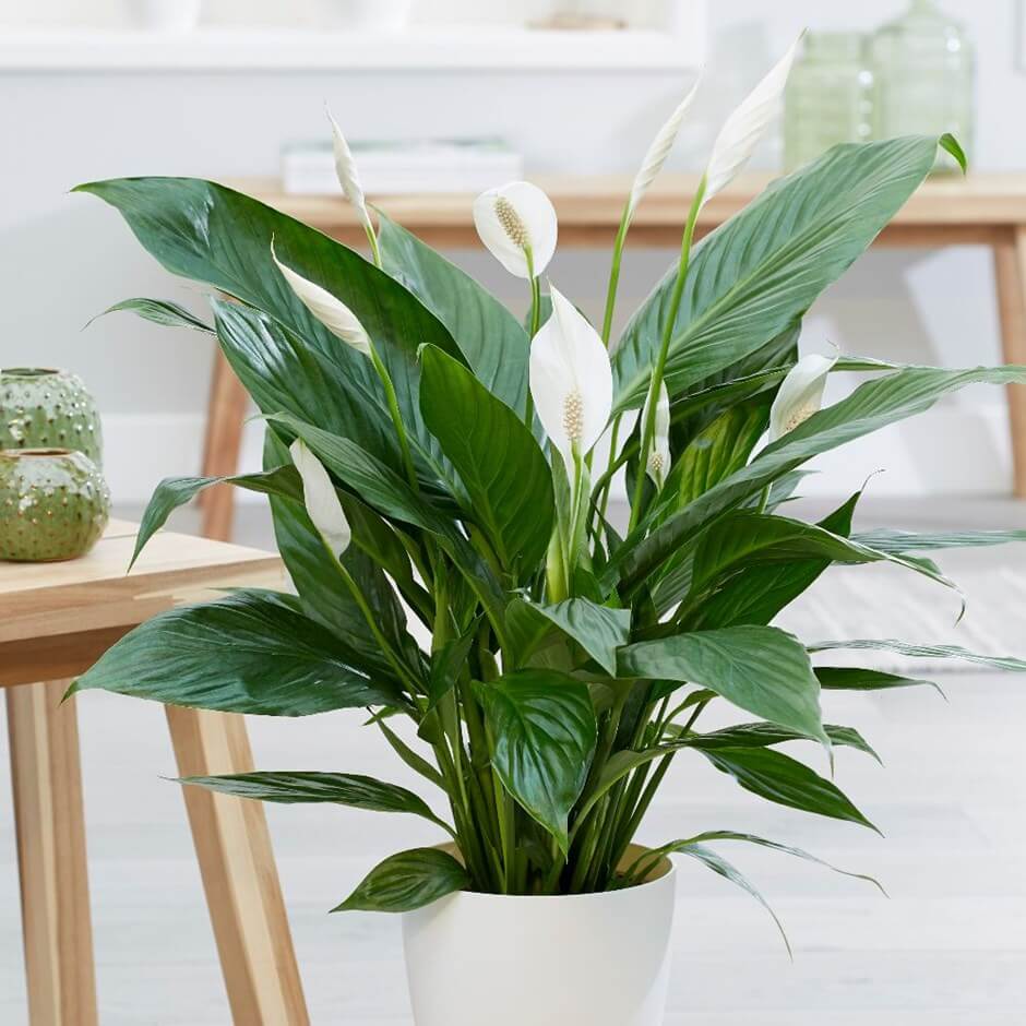 Stunning Potted Peace Lily