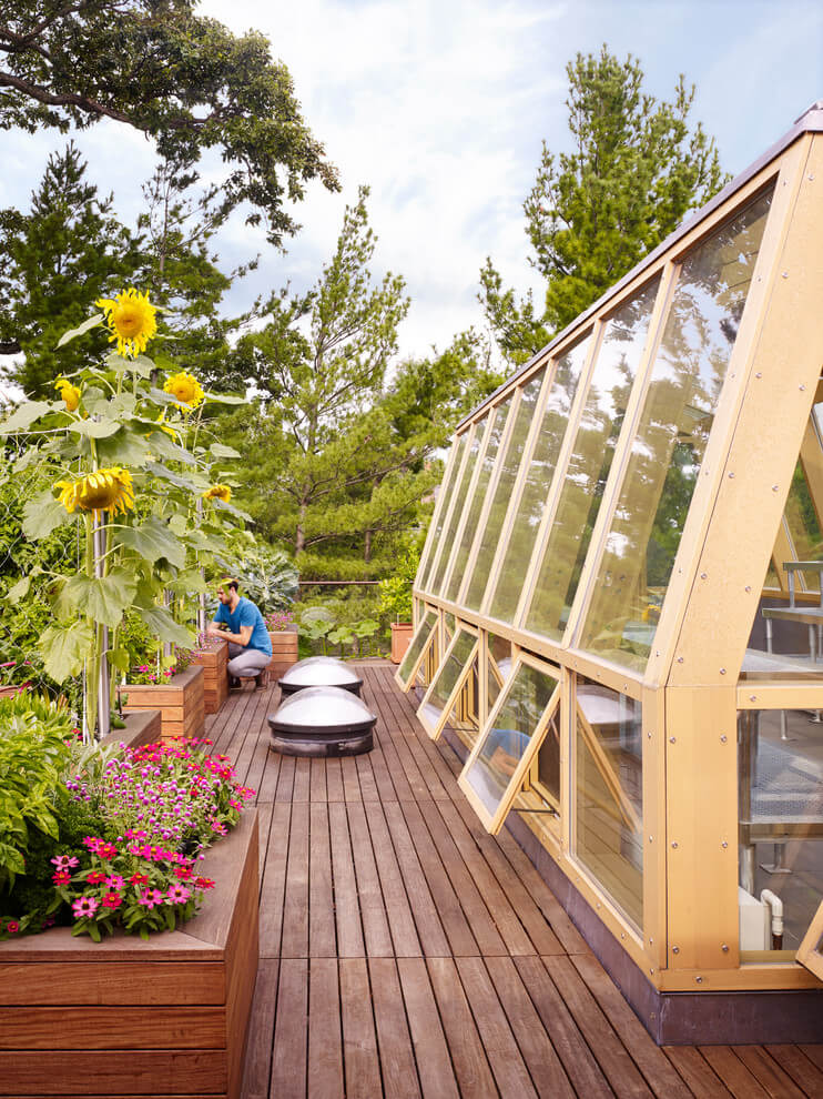 Sun-loving Plants For Terraces