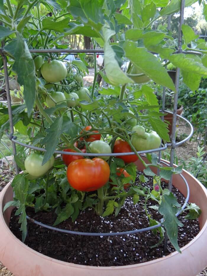 Tomatoes Grow Easily