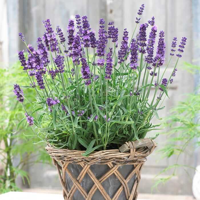 Year Round Lavender Plants