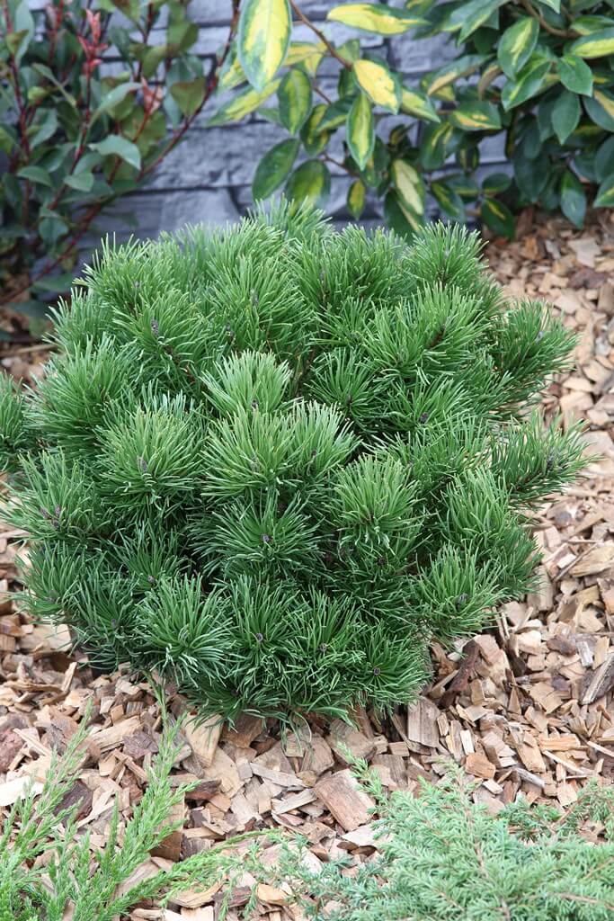 Evergreen Dwarf Mugo Pine Shrub