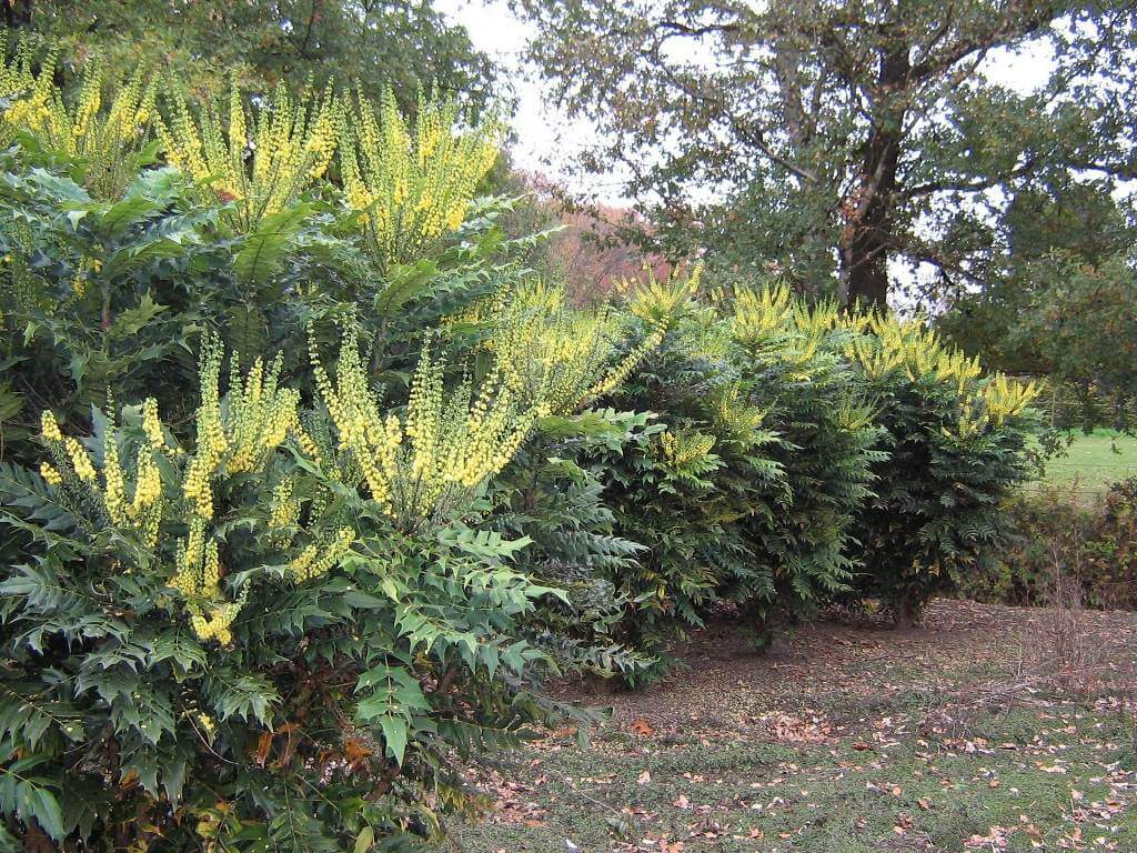Evergreen Mahonia Shrubs Plants