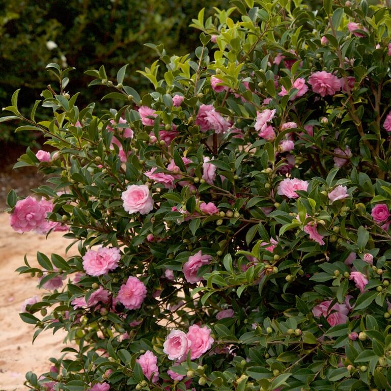 Pink Camellia Flowering Shrubs
