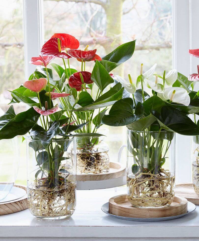 Bare Rooted Anthurium Plants