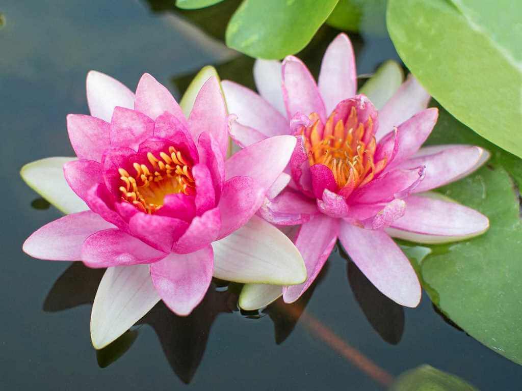 Big Pink Lotus Flowers