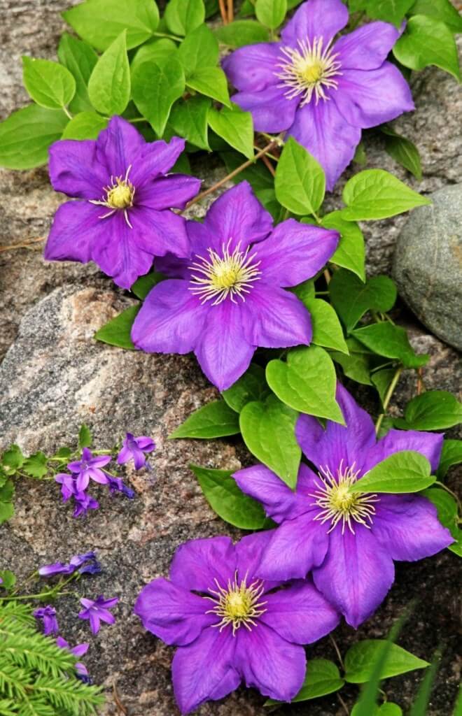Blooming Purple Clematis Flowers