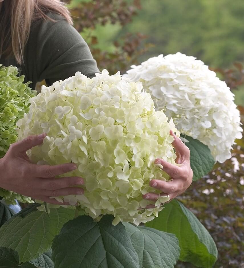 Colorful And Huge Hydrangea Blooms