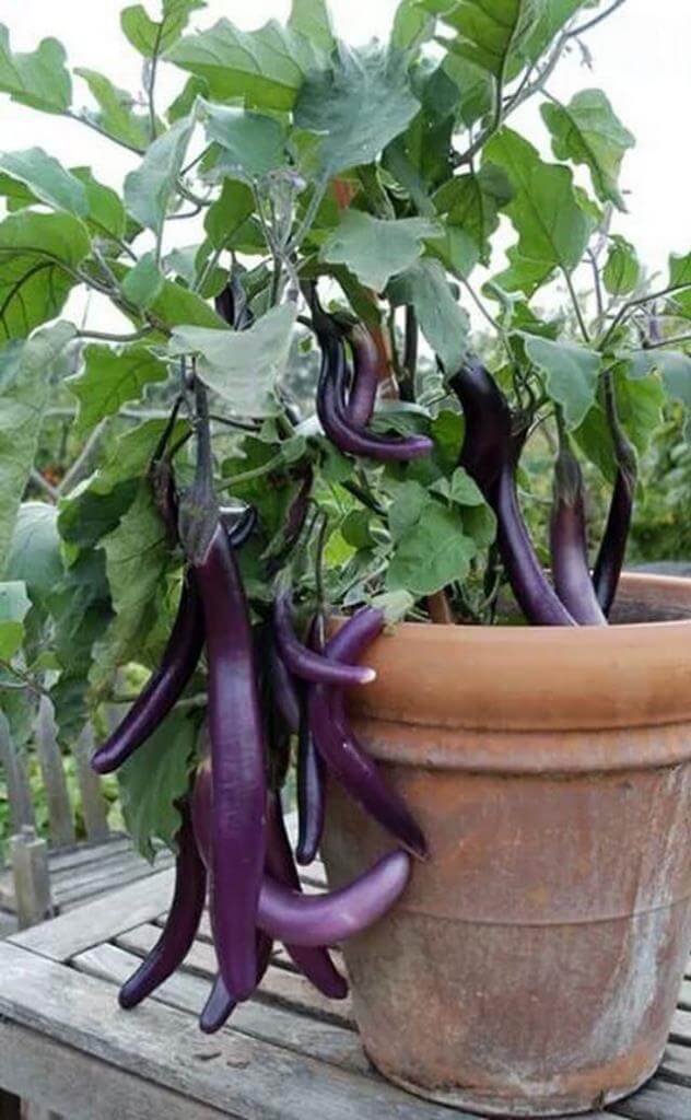 Eggplants In Vegetable Garden