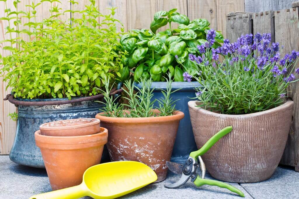 Grow Insect-Repellant Plants