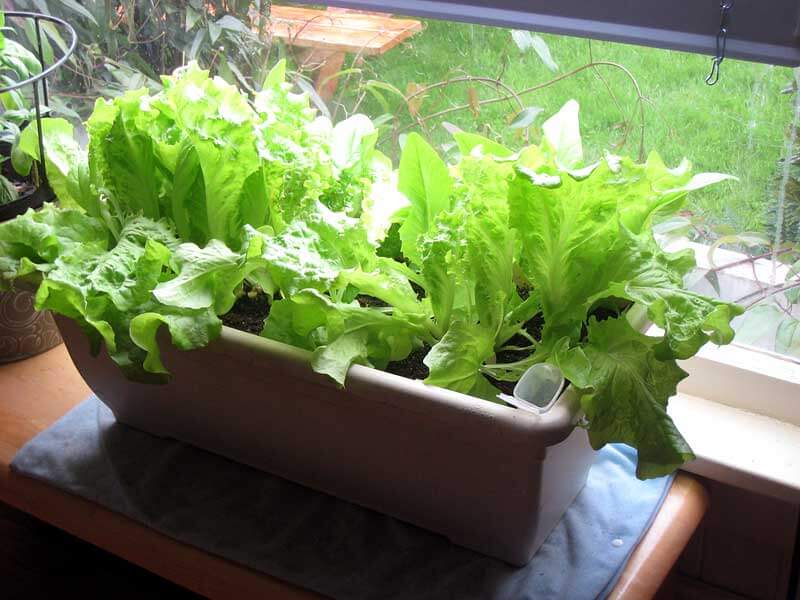 Growing Lettuce Indoors