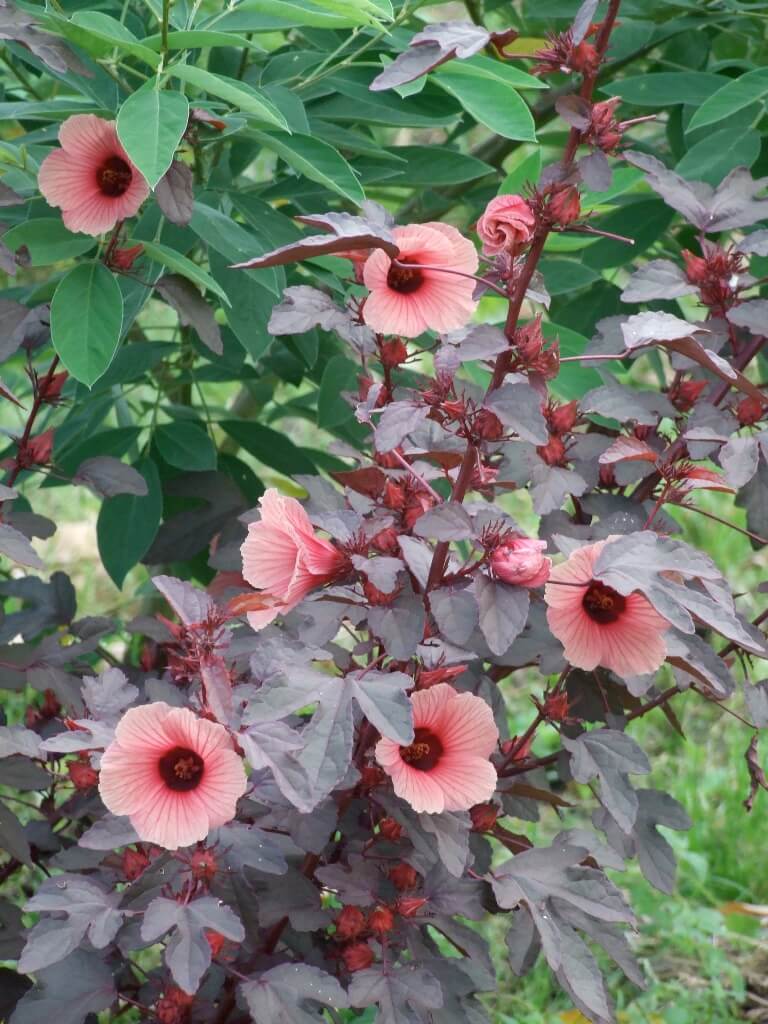 Intense Flavors of Hibiscus Flowers