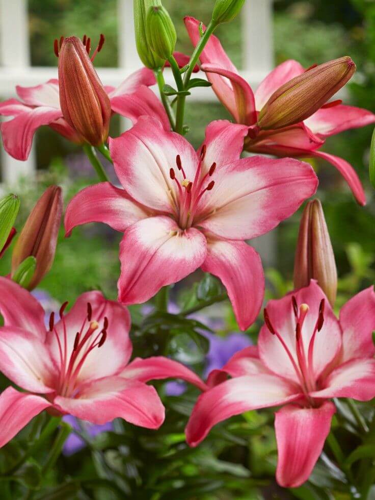 Large Exotic Lily Blossoms