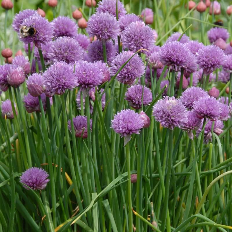 Many Uses of Edible Chives