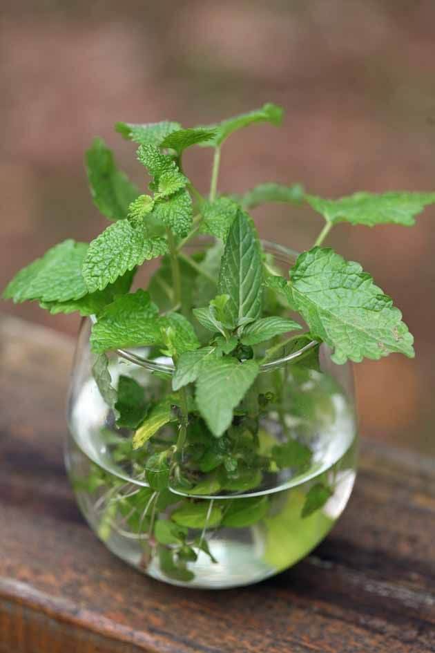 Mint For Indoor Herbs