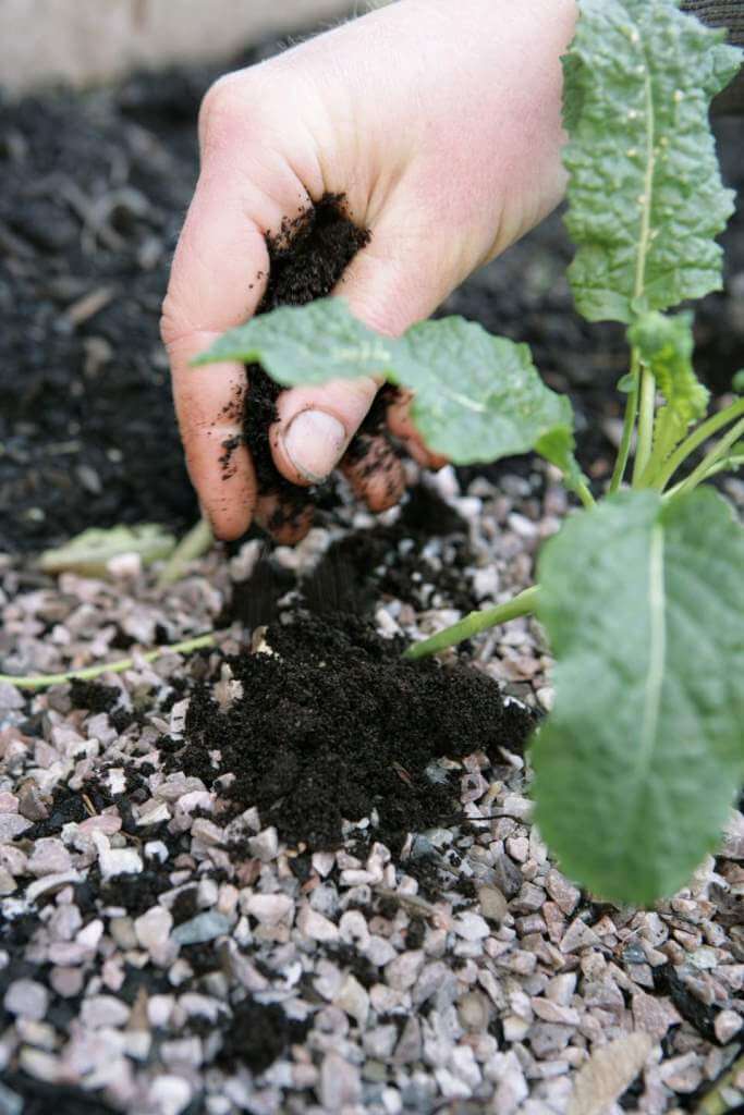 Nourish Soil With Coffee Grounds