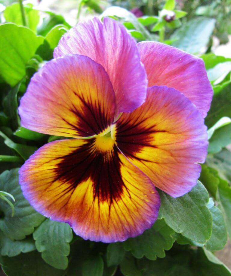 Organic Pansy Flowers For Garnish