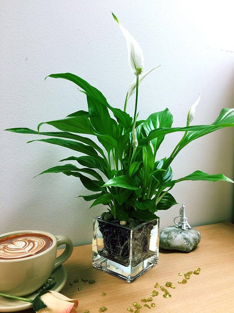 Peace Lily Flowering Plants