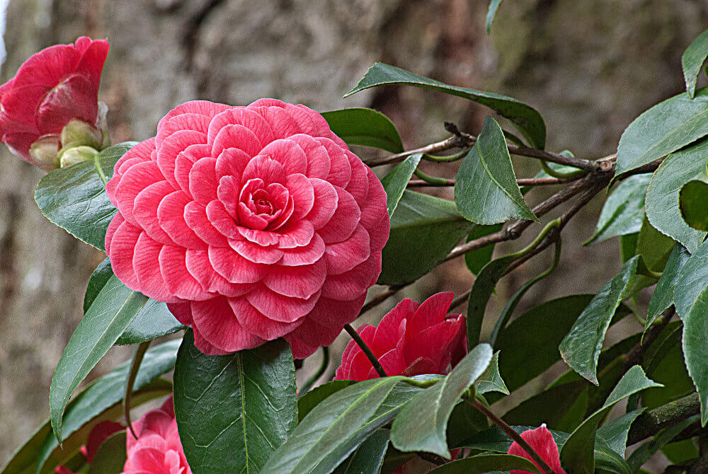 Pretty And Large Camellia Blooms