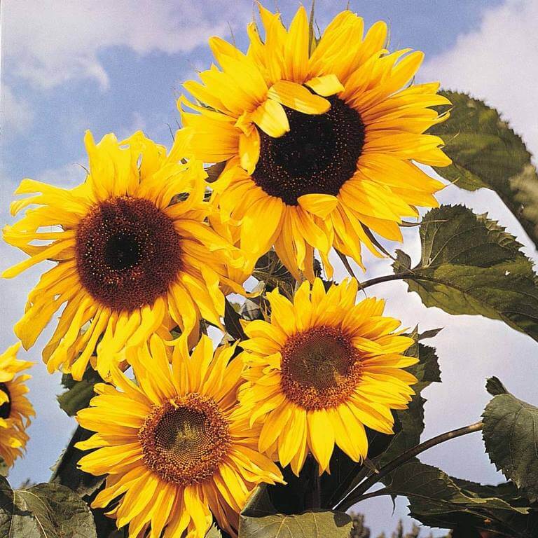 Tall And Big Sunflower Blossoms