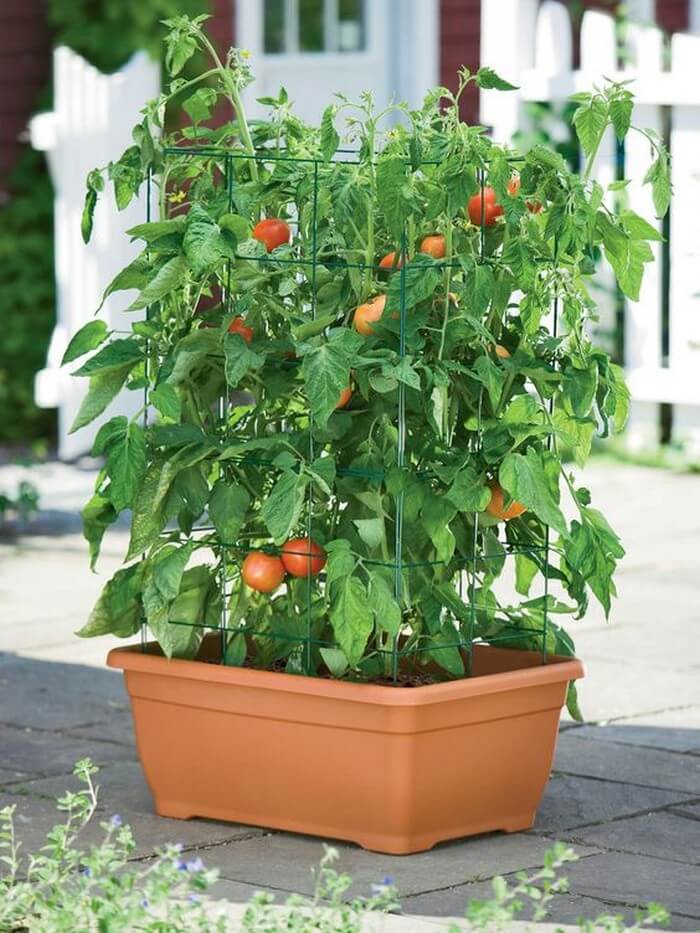 Tomatoes For Vegetable Garden