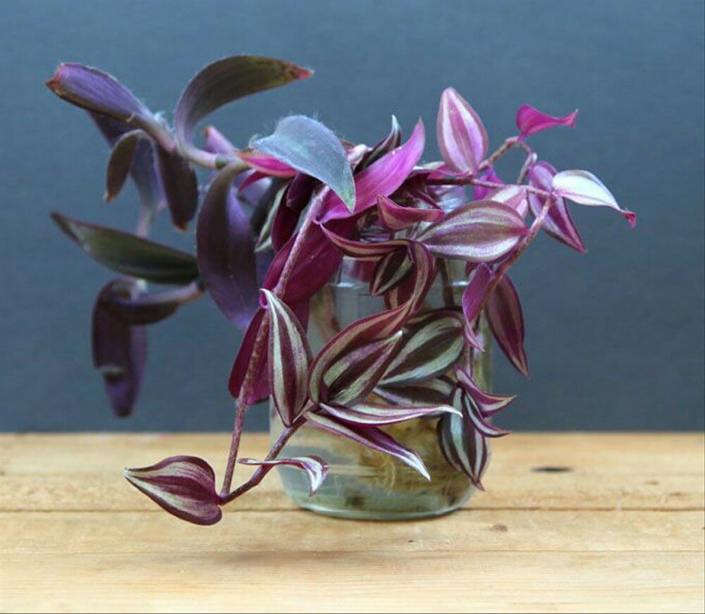 Wandering Jew For House Decor