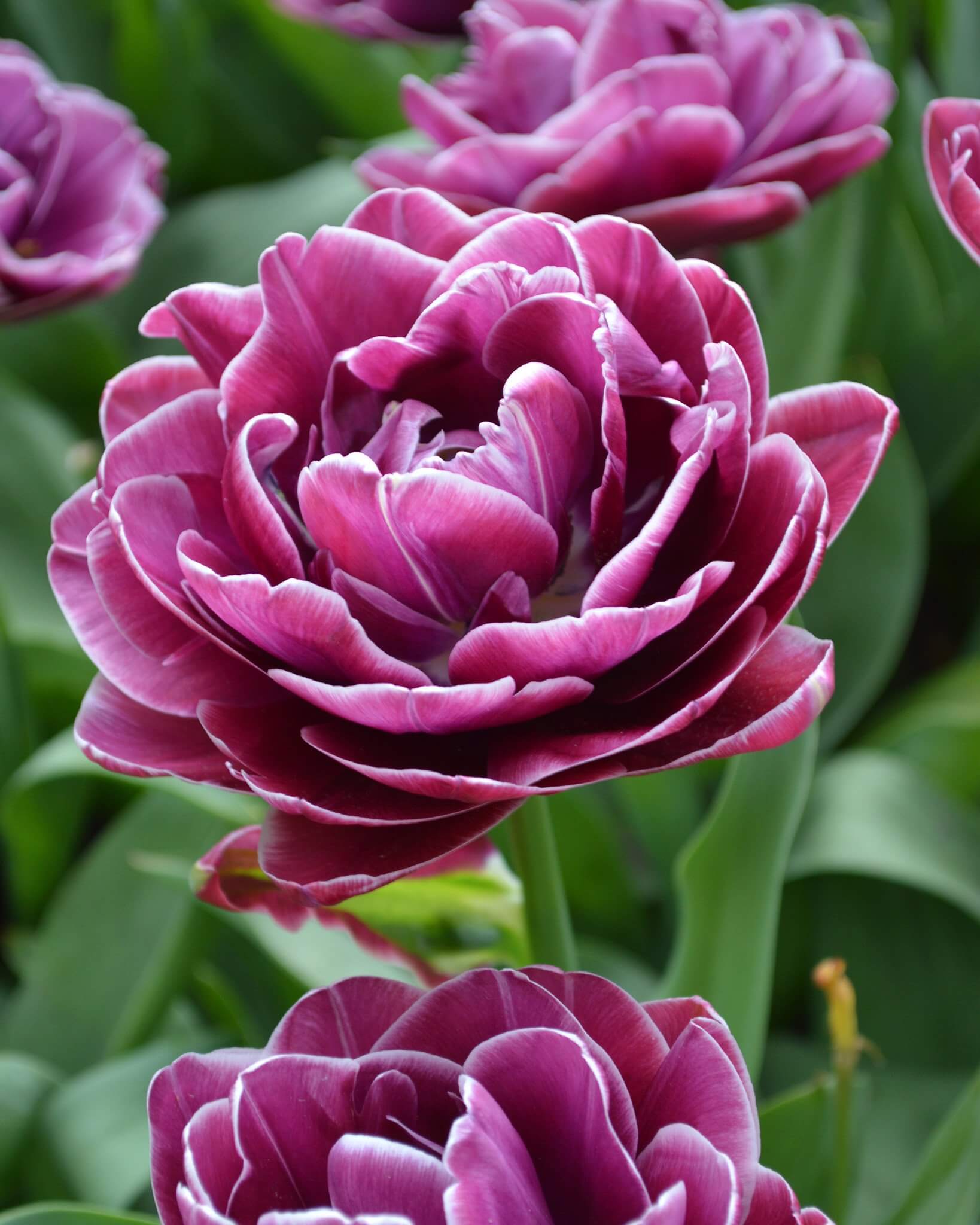 Beautiful Double Bloom Tulips