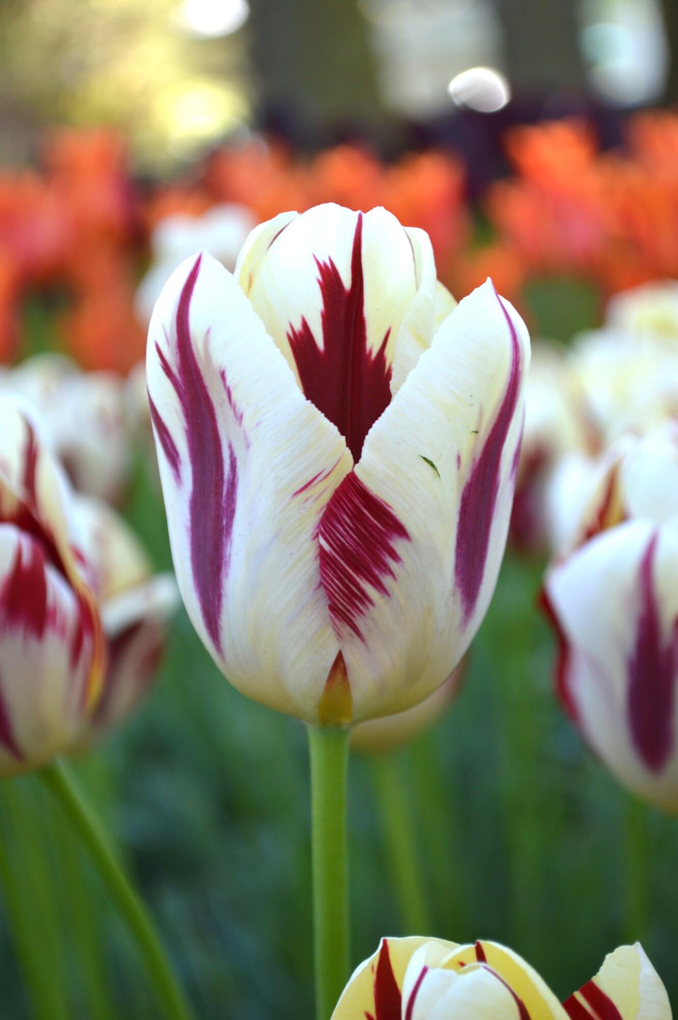 Bi-Color Standard Tulip Bulbs