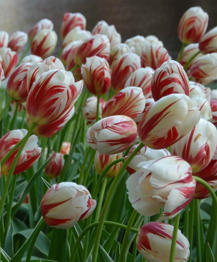 Famous Rembrandt Tulip Flowers