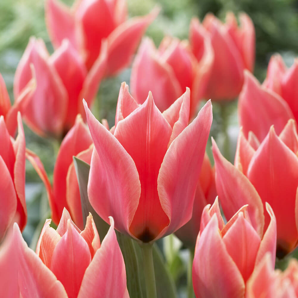 Greigii Calypso Tulip Blooms