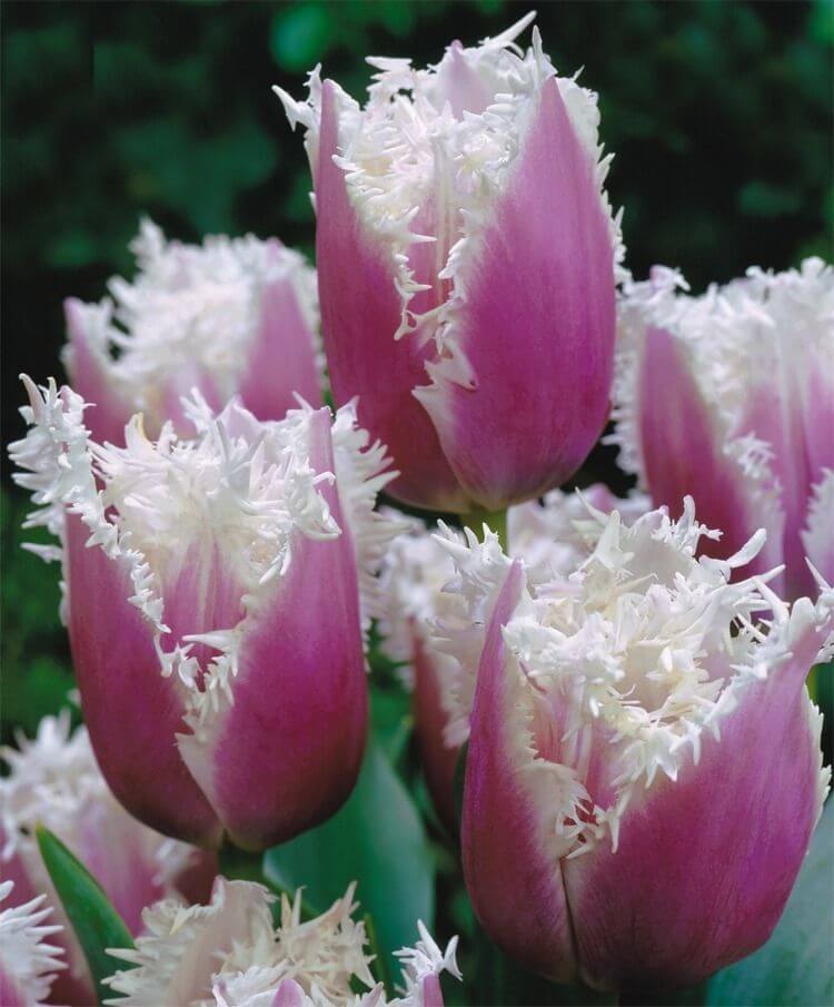 Ornamental Look With Fringed Tulips