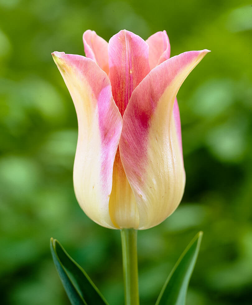 Pretty Lily Flowering Tulips